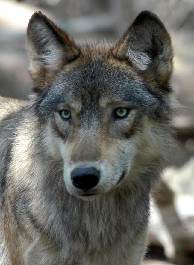 Gray wolves have caused a hunting controversy in the state because of their frequent interference with family farms and farmers' livestock. Wisconsin residents, particularly in rural areas, have advocated for the state to permit wolf hunting in limited quantities.