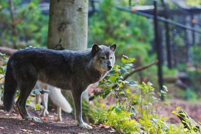 Scientists say Wisconsin needs more wolves