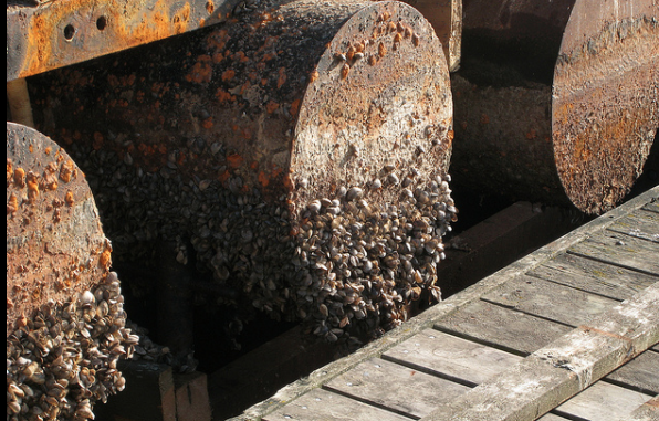 County officials warn residents about invasive Zebra mussels
