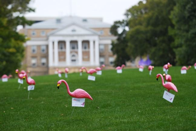 Flamingos+flock+to+Bascom+
