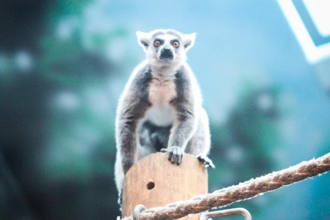 The Henry Vilas Zoo traded their collection of chimpanzees for several lemurs, some of several new additions to the year-round facilities. 