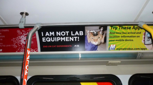 PETA places pictures of UW test cats on city buses