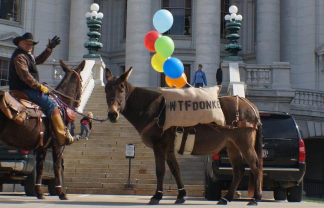 Here is #WTF donkeys are doing in downtown Madison