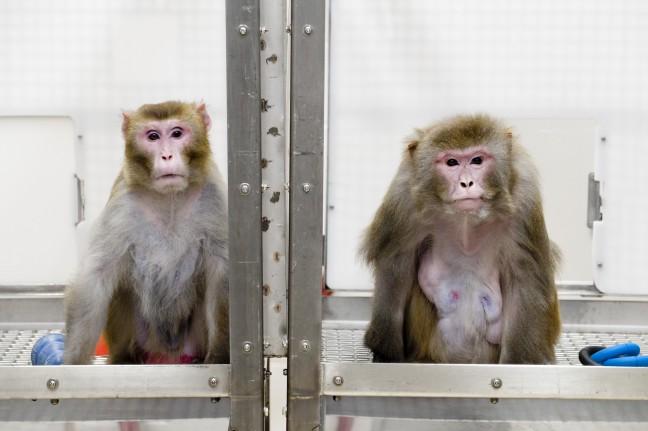 Primate study suggests connection between dieting and life longevity 