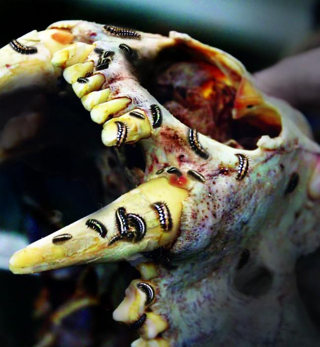 Flesh eating beetles gnaw creatures to the bone under Bascom