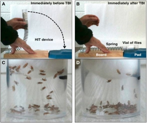 UW researchers look at fruit flies to study traumatic brain injury