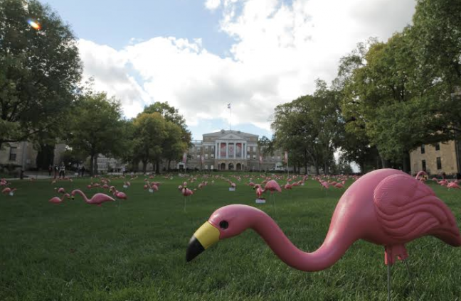 The University of Wisconsin school's bird, the lawn flamingo, migrated back to their home on Bascom for an annual fundraising campaign.