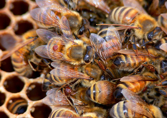 Wisconsin communities make efforts to address local pollinator, honeybee decline