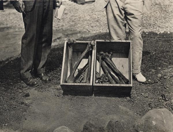 Bones of men buried on Bascom Hill