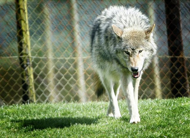 Wolf quota exceeded for third-straight year