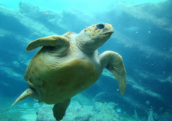 UW professor recently finds fatter turtles swim better 