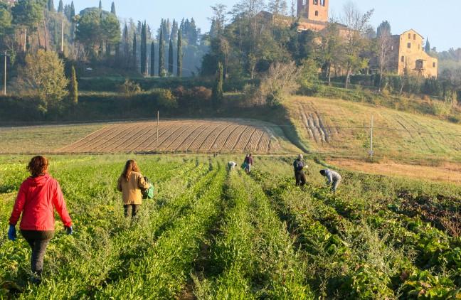 WWOOF students work scenic, rolling farmland in uncertain organic climate