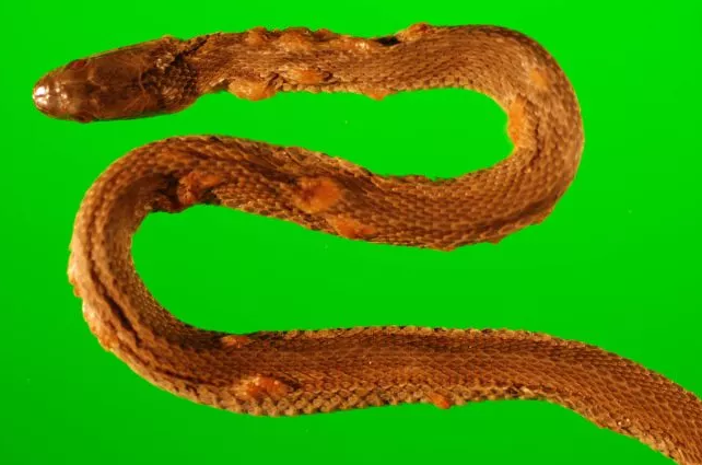 Researchers race time and the environment to study Snake Fungal Disease