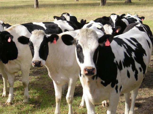 Trans-Pacific Partnership could lead to an increase in American dairy exports
