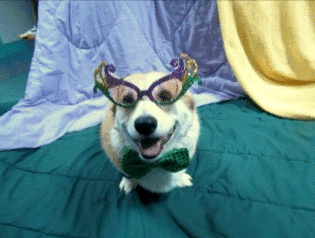 This corgi knows what's up.