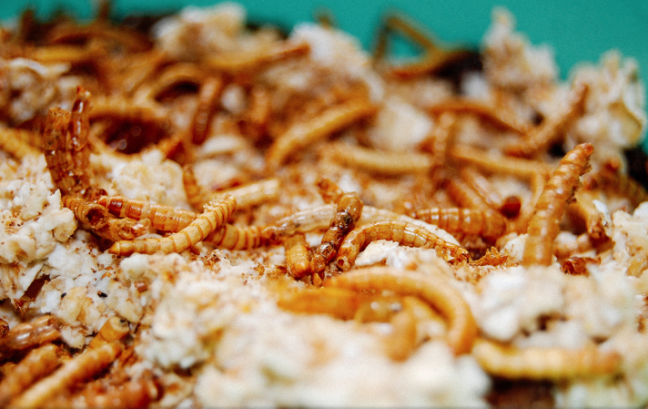 Crunchy yet satisfying: Grad students use mealworms to solve hunger issues