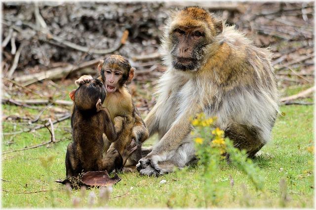 Controversial UW study will no longer involve taking baby monkeys from their mothers