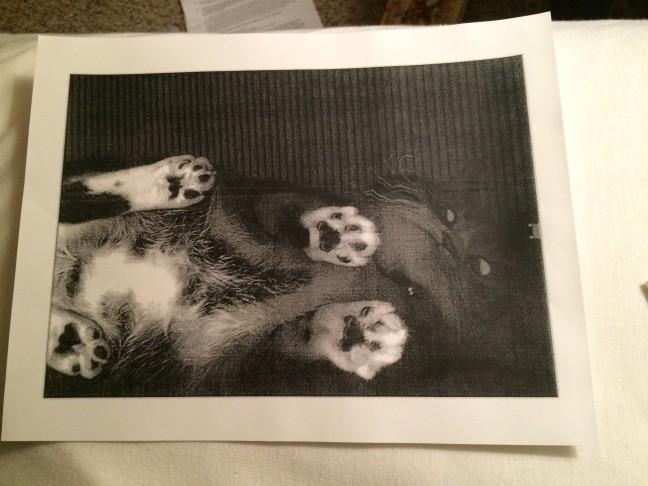 Whos photocopying their cat at Steenbock Library?