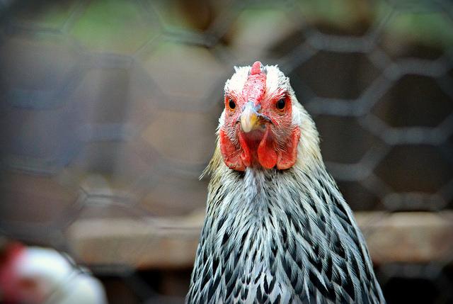 First major avian flu outbreak since 2015 persists into fall season