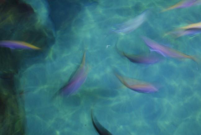 UW researchers construct model to cost-effectively restore fish habitats