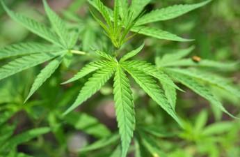 Fake weed' warning includes Outagamie County