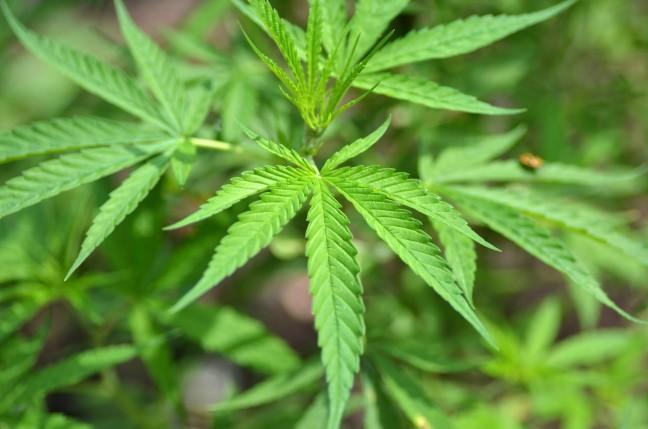 Bill legalizing industrial hemp hopes to create lucrative industry in Wisconsin