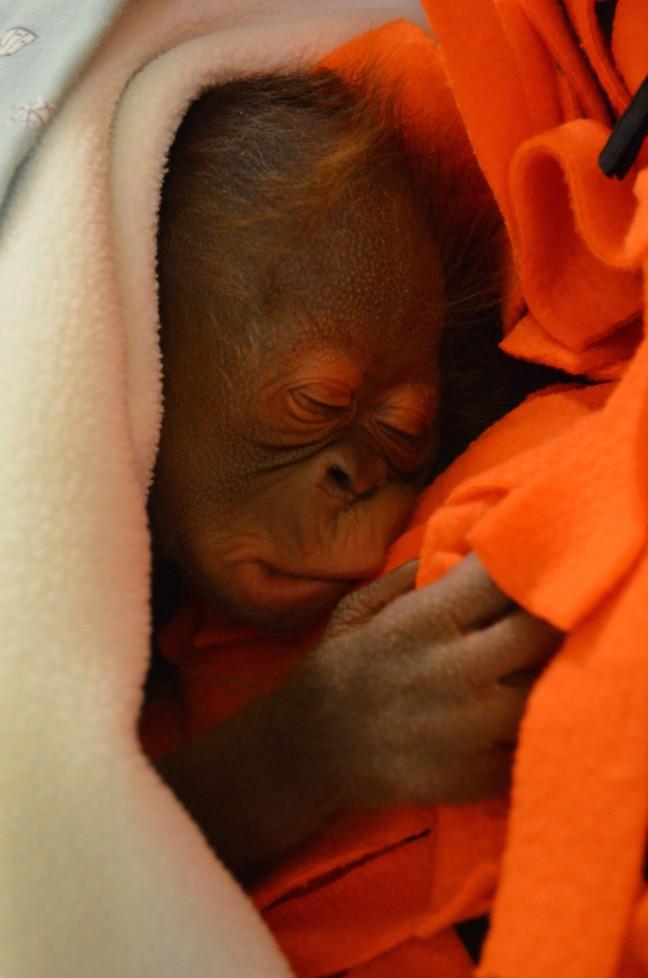 Go bananas: new orangutan born at Henry Vilas Zoo