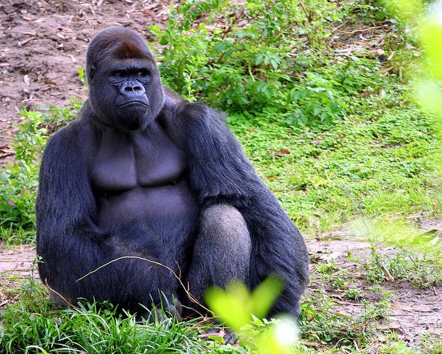 UW+researcher+studies+Koko+the+Gorillas+coughs%2C+phone+conversations