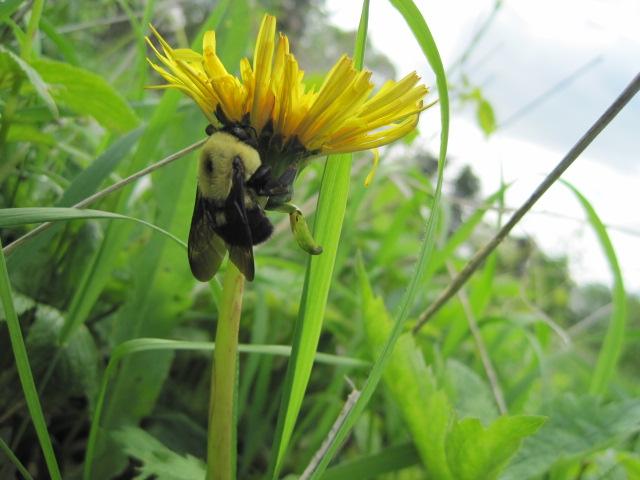 Dane County task force comes together to protect pollinators