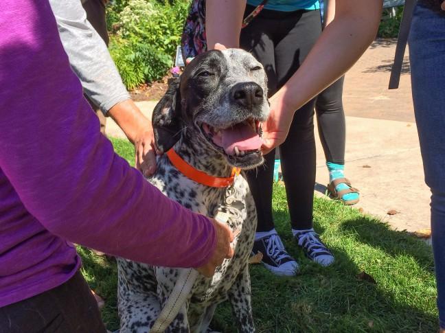 Dogs on Call brings adorable canine festivities to Allen Centennial Gardens