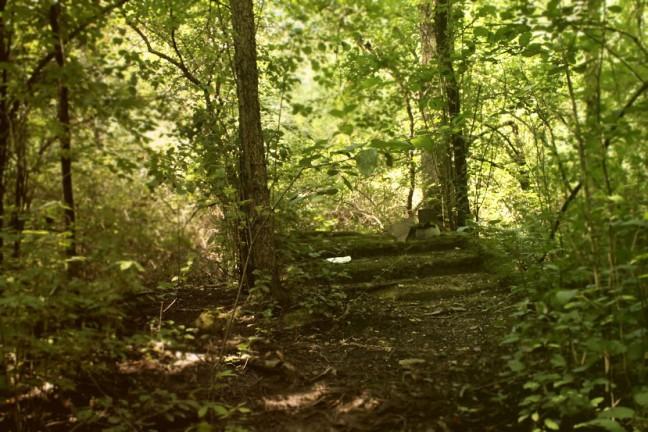 City of Madison considers buying North Side forest for preservation