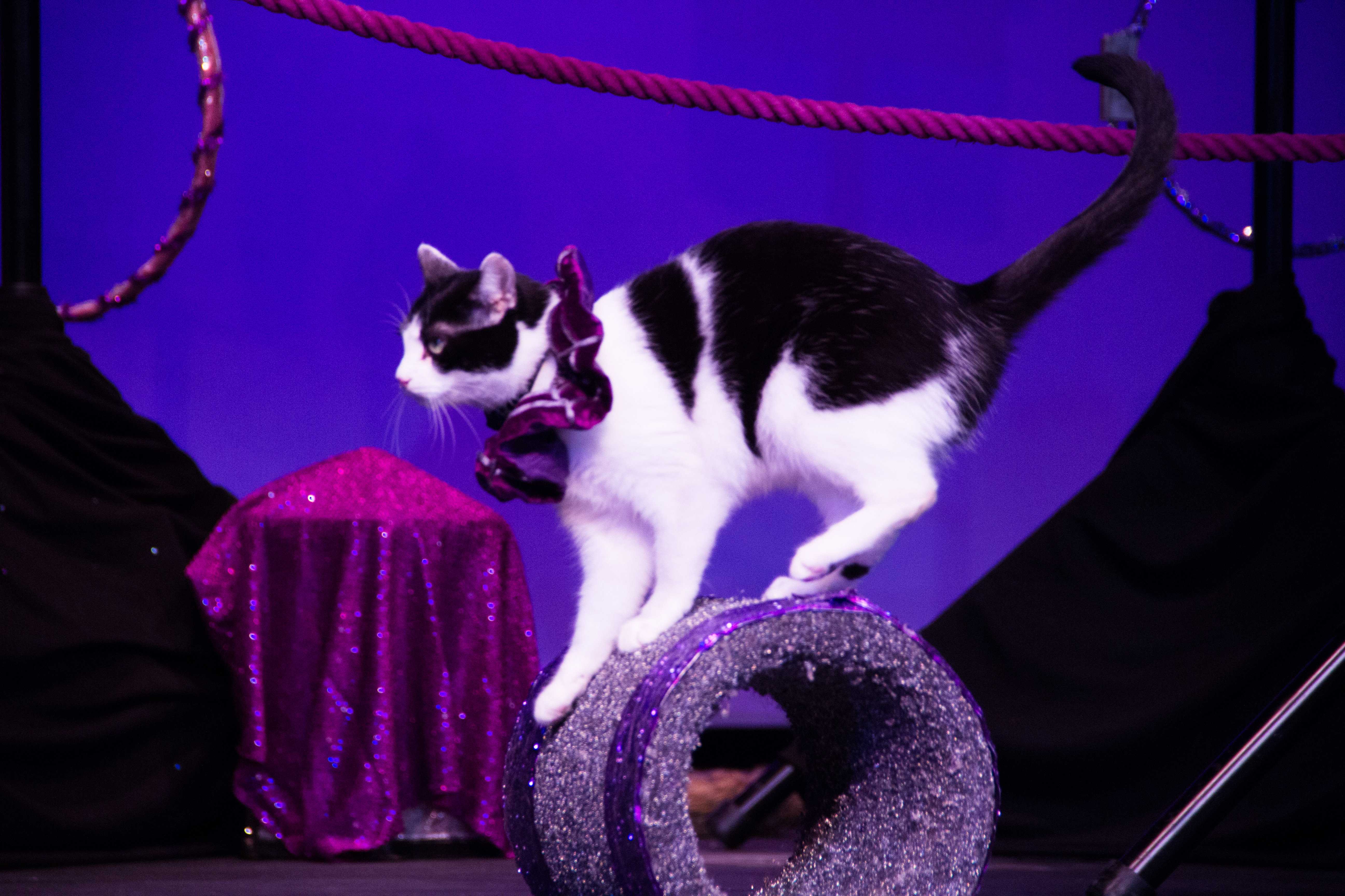 My evening with The Amazing Acro-Cats: A testament to feline indifference –  The Badger Herald