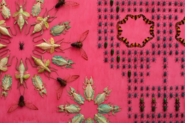 UW+professor+uses+insects+for+art+in+Smithsonian+gallery