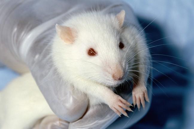 Similarities between rodent, human minds used in PTSD research