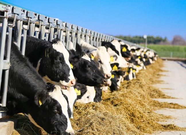Cutting greenhouse emissions from livestock can help mitigate climate change