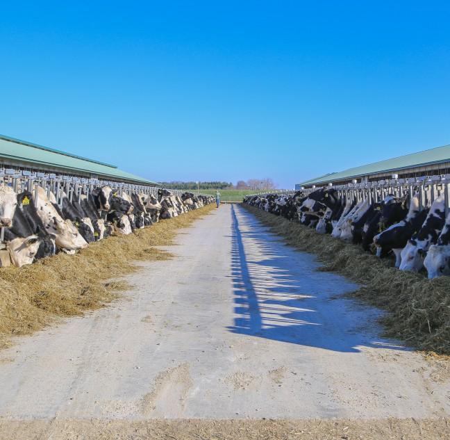 Dairy farmers grapple with economic fallout of COVID-19