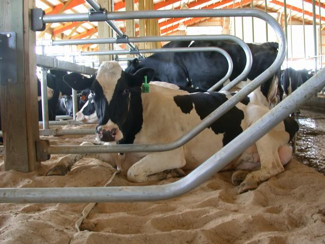 Dairyland Initiative to help farmers improve cattle conditions
