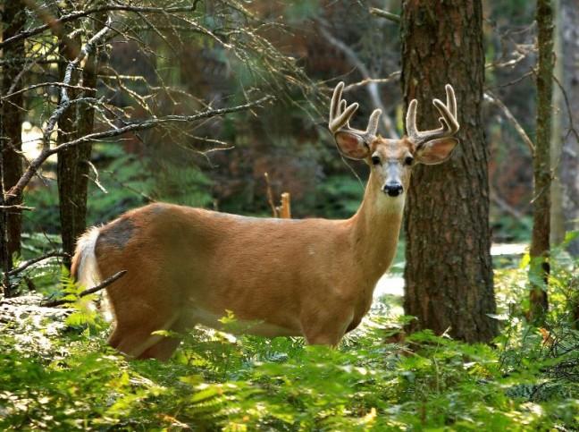 Wisconsin hosted strong turnout from deer and humans alike this hunting season