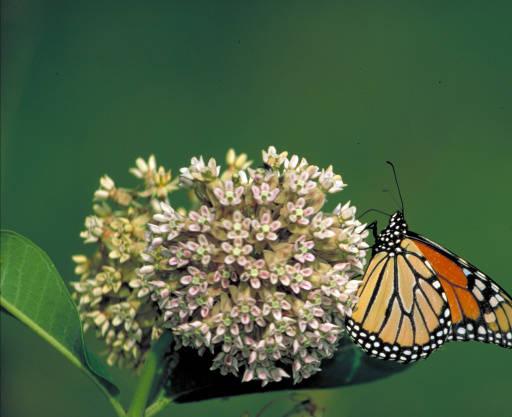 Wisconsin among 10 states receiving federal money to save monarch butterflies