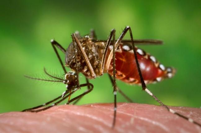 UW researchers confirm Zika virus in Colombia