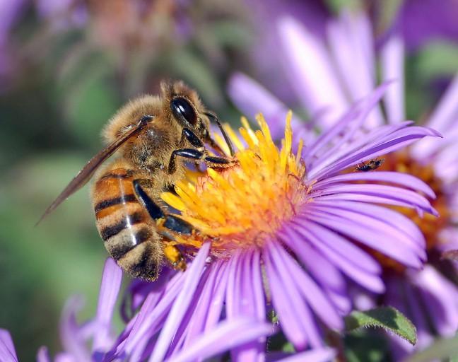 To bee or not to bee: What Bee Campus USA certification means for UW