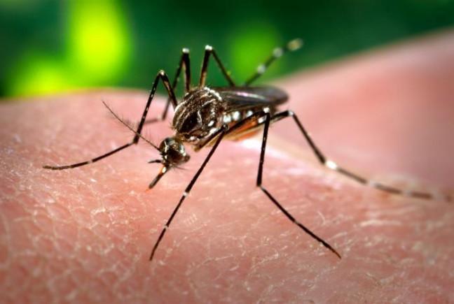 UW initiates interdisciplinary effort to study Zika virus