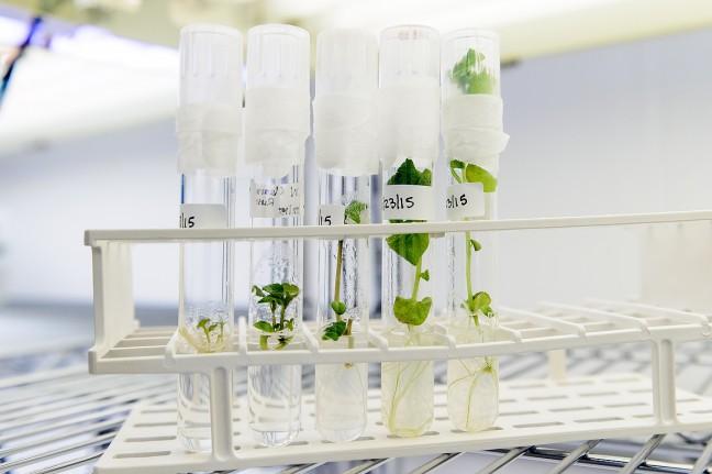 The Lab Report: Alternate solutions for natural products using plant tissue