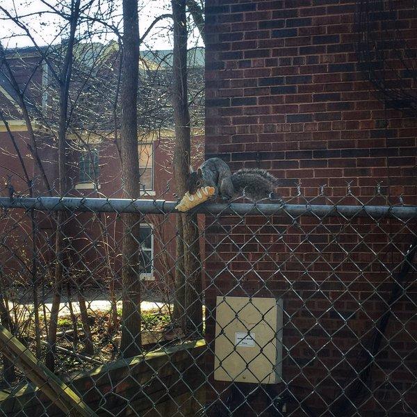 Scone Squirrel surfaces as Madisons beloved food-bearing rodent