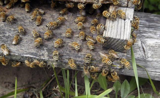 New app helps farmers, researchers track bee populations