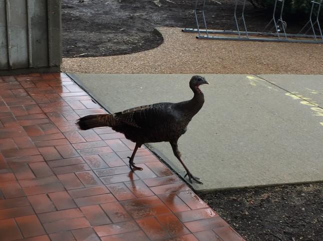Theres a turkey roaming UW campus and everyone is okay with it