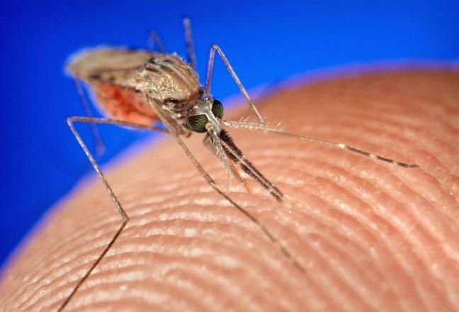 Zika virus case identified in Dane County