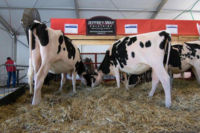 In photos: Farmers, cattle gather and compete at 50th World Dairy Expo