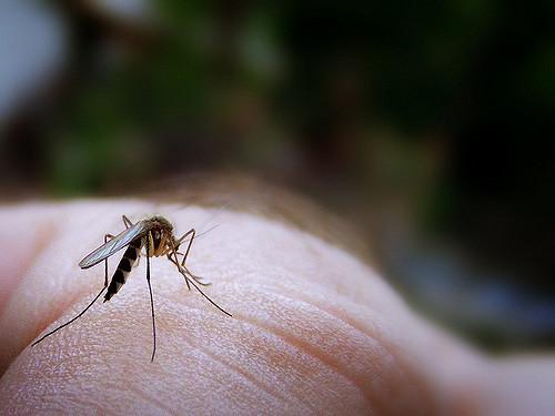 Recent floods cause hike in mosquito population