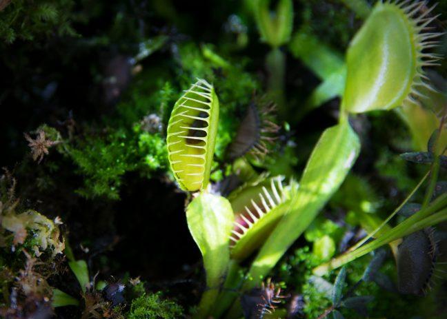 Emergency petition seeks to save threatened Venus flytrap